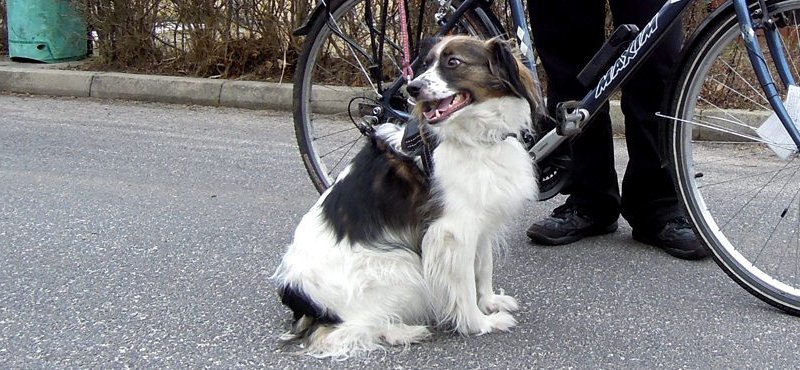 Chcesz jeździć z psem na rowerze? Zrób sobie Springer!