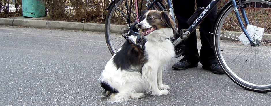 Chcesz jeździć z psem na rowerze? Zrób sobie Springer!