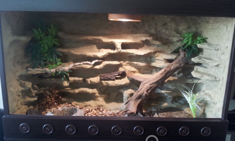 Terrarium dla jaszczurów – gekon lamparci