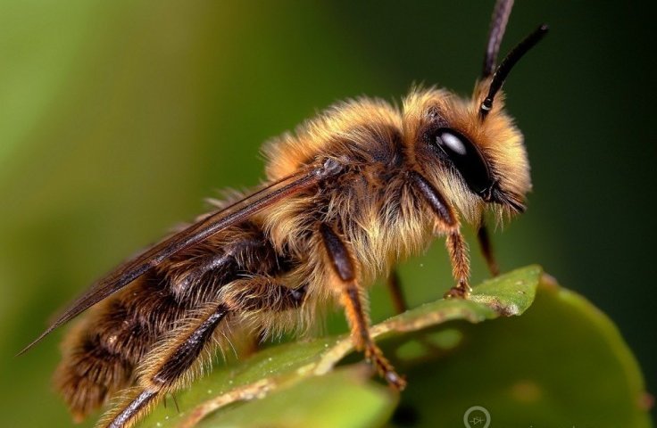 Zapylacze do ogrodu – pszczoły murarki